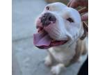 Adopt Mage a White - with Tan, Yellow or Fawn American Staffordshire Terrier /