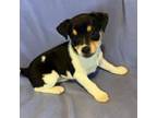 Parson Russell Terrier Puppy for sale in Granville Summit, PA, USA