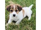 Parson Russell Terrier Puppy for sale in Granville Summit, PA, USA