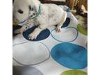 Dalmatian Puppy for sale in Faison, NC, USA