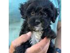 Cavapoo Puppy for sale in Howe, OK, USA