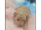 Maltipoo Puppy for sale in Lakeland, FL, USA