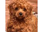 Maltipoo Puppy for sale in Mastic, NY, USA