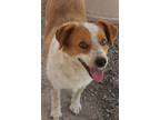 Adopt Benny a Tan/Yellow/Fawn - with White Mixed Breed (Medium) / Mixed dog in