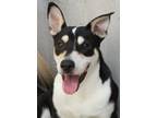 Adopt Lorenzo a Black - with White German Shepherd Dog / Mixed dog in Savannah