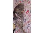 Adopt Legacy a Spotted Tabby/Leopard Spotted Domestic Shorthair / Mixed (short