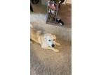 Adopt Elora a White - with Tan, Yellow or Fawn Husky / Mixed dog in Vista