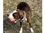 Adopt Lola Patino a Brindle - with White Boxer dog in Wichita Falls