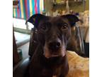 Adopt Jasmine a Black Pit Bull Terrier / Labrador Retriever / Mixed dog in