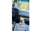 Adopt Loki a Tan/Yellow/Fawn - with White Husky / Chow Chow / Mixed dog in