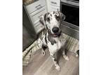 Adopt Oddie a Merle Great Dane / Mixed dog in Lamar, MS (36629529)