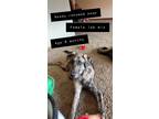 Adopt Lulu a Brindle Labrador Retriever / Catahoula Leopard Dog / Mixed dog in