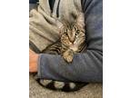 Adopt Ellis a Brown Tabby Domestic Shorthair / Mixed (short coat) cat in