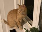 Adopt Finn a Orange or Red Domestic Shorthair / Mixed (short coat) cat in Clive