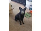 Adopt Star a Black - with White Schipperke / Mixed dog in Ventura, CA (36630674)