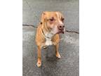 Adopt Bogie a Brown/Chocolate - with White Pit Bull Terrier / Mixed dog in