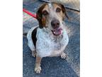 Adopt Kai a White - with Brown or Chocolate Hound (Unknown Type) / Mixed dog in