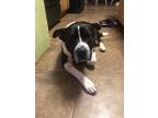 Adopt Wilson a Black - with White American Pit Bull Terrier / Mixed dog in