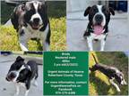 Adopt Brody a Black - with White Boxer / American Staffordshire Terrier / Mixed