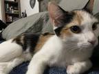 Adopt Phoebe a Calico or Dilute Calico Domestic Shorthair / Mixed (short coat)