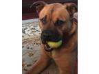 Adopt Joe a Brown/Chocolate - with Black Black Mouth Cur / Mixed dog in