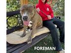 Adopt Foreman a Brindle - with White Boxer / Pit Bull Terrier / Mixed dog in