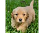 Golden Retriever Puppy for sale in Loogootee, IN, USA