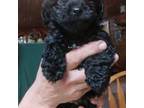 Yorkshire Terrier Puppy for sale in Northome, MN, USA