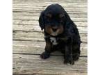 Cavapoo Puppy for sale in Fennimore, WI, USA