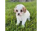 Cavapoo Puppy for sale in Arcola, IL, USA