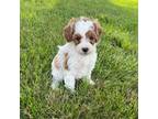 Cavapoo Puppy for sale in Arcola, IL, USA