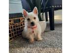 West Highland White Terrier Puppy for sale in Manheim, PA, USA