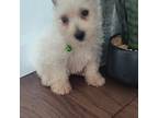 West Highland White Terrier Puppy for sale in Manheim, PA, USA