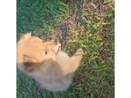 Pomeranian Puppy for sale in Inverness, FL, USA