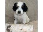 Mutt Puppy for sale in Deland, FL, USA