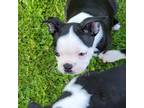 Boston Terrier Puppy for sale in Genoa, NY, USA