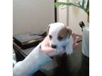 Parson Russell Terrier Puppy for sale in Arlington, WA, USA