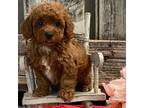 Poodle (Toy) Puppy for sale in Shipshewana, IN, USA