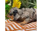Dachshund Puppy for sale in Deland, FL, USA
