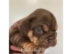 Bulldog Puppy for sale in Caro, MI, USA