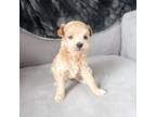 Maltipoo Puppy for sale in Howe, IN, USA