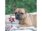 French Bulldog Puppy for sale in Martinsburg, WV, USA