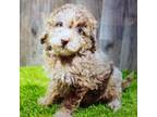 Mutt Puppy for sale in Donnellson, IA, USA