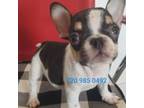 French Bulldog Puppy for sale in Denver, CO, USA