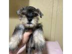 Schnauzer (Miniature) Puppy for sale in Saint Hedwig, TX, USA