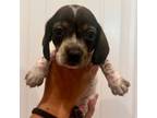 Dachshund Puppy for sale in Abilene, TX, USA