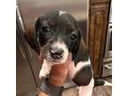 Dachshund Puppy for sale in Abilene, TX, USA