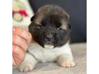 Akita Puppy for sale in Chillicothe, MO, USA