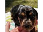 Dachshund Puppy for sale in Nacogdoches, TX, USA