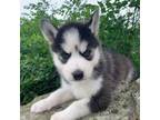 Siberian Husky Puppy for sale in Sarcoxie, MO, USA